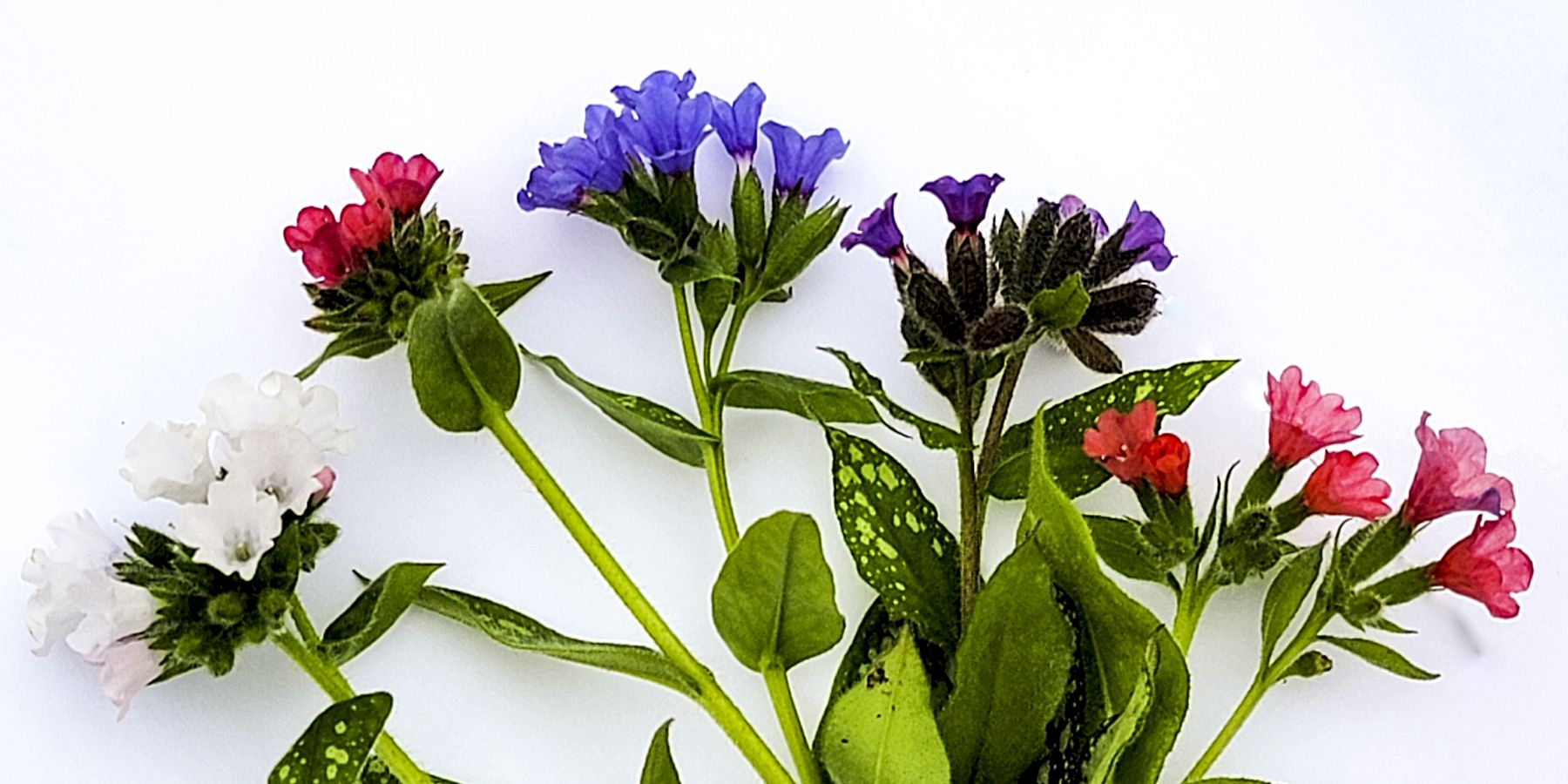 Pulmonaria